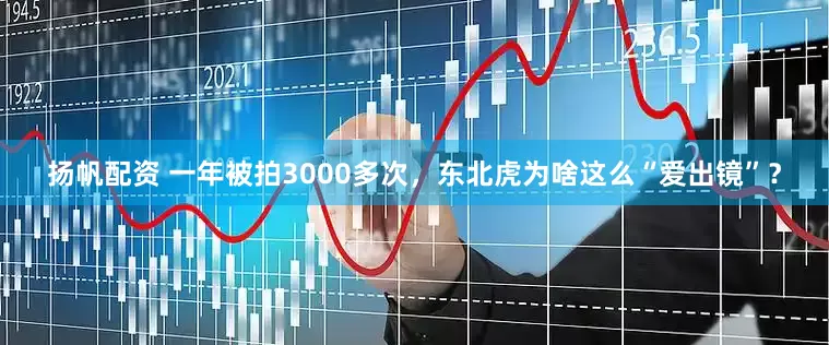 扬帆配资 一年被拍3000多次，东北虎为啥这么“爱出镜”？